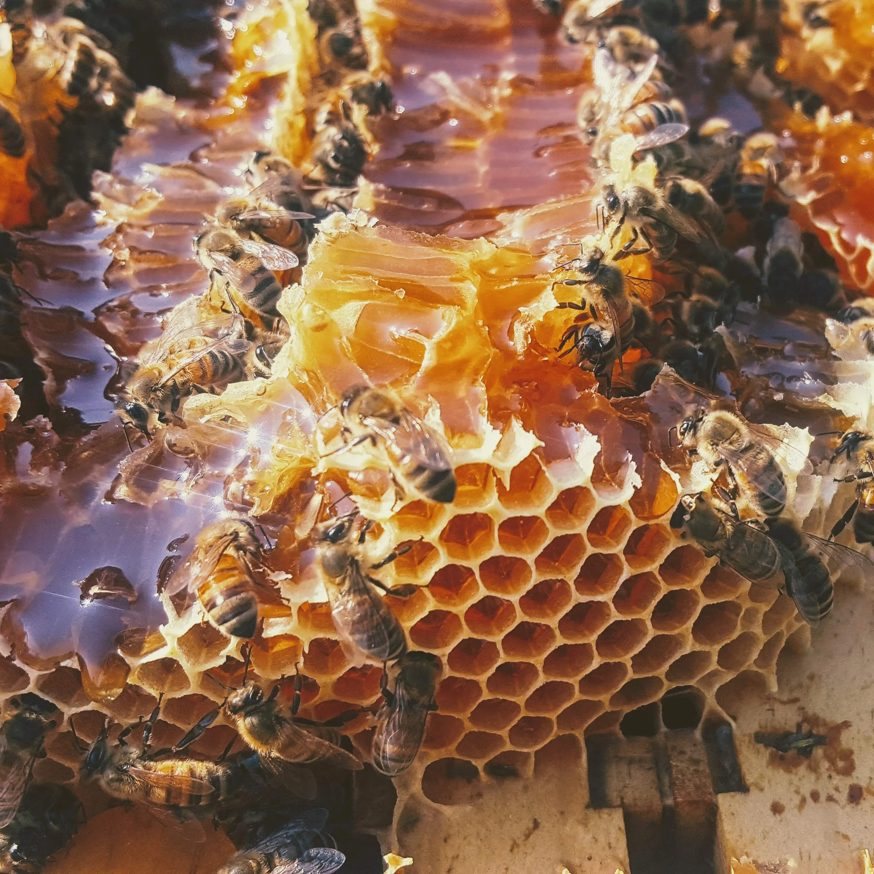 Raw Honey from Downtown, Alabama